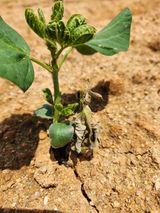 팜모닝 콩·병해충상담 게시글 이미지