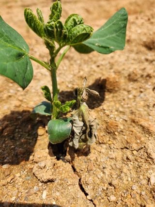블랙블랙님의 콩 · 병해충상담 작성글 사진