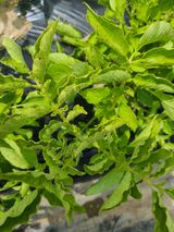 팜모닝 감자·병해충상담 게시글 이미지