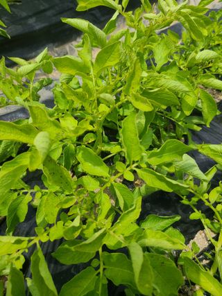 전재문님의 감자 · 병해충상담 작성글 사진