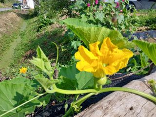 정진해님의 호박 · 자유게시판 작성글 사진