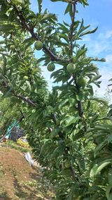 팜모닝 농부님! 어떤 농약 쓰세요?·참여 게시글 이미지