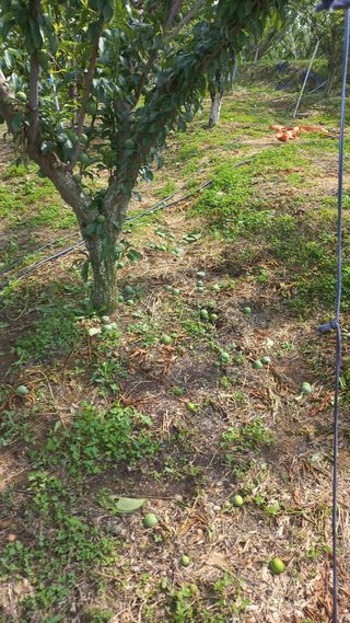 배해용님의 농부님! 어떤 농약 쓰세요? · 참여 작성글 사진