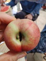 팜모닝 복숭아·병해충상담 게시글 이미지