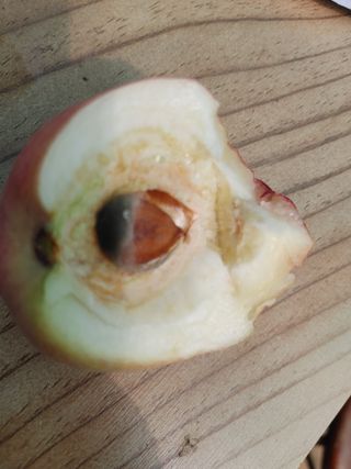 부농이네(이나영)님의 복숭아 · 병해충상담 작성글 사진