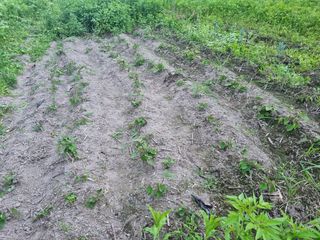 김인해님의 고구마 · 자유게시판 작성글 사진