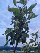 팜모닝 사과·병해충상담 게시글 이미지