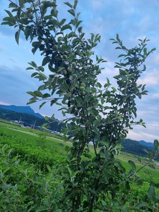 김인해님의 사과 · 병해충상담 작성글 사진