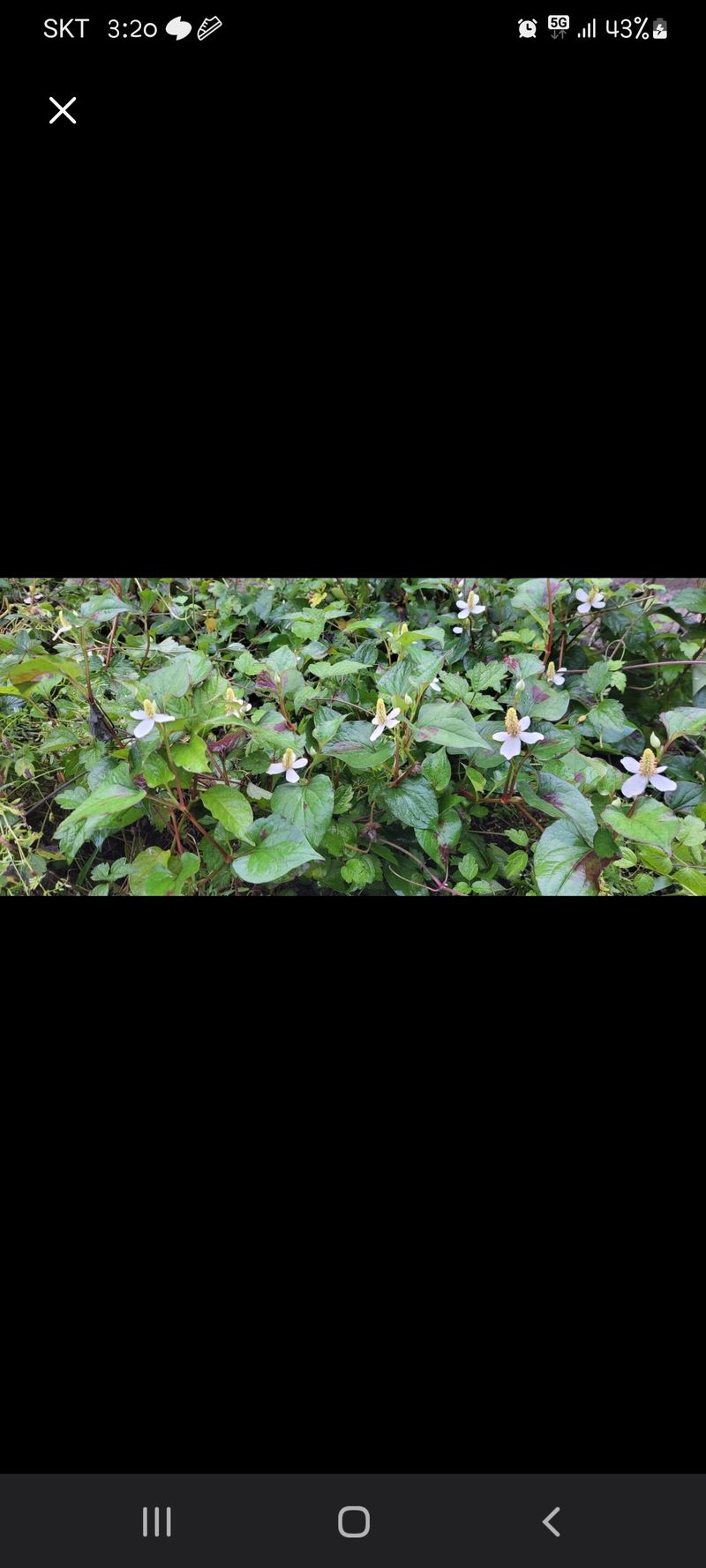 장터 상품 [어성초] 썸네일