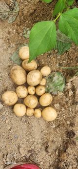 팜모닝 감자·자유게시판 게시글 이미지