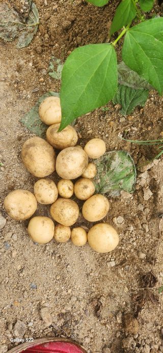 접시꽃님의 감자 · 자유게시판 작성글 사진