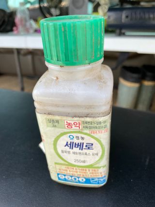 이강주님의 오이 · 병해충상담 작성글 사진