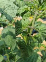 팜모닝 토마토·일상 게시글 이미지