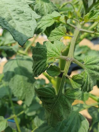 주옥님의 토마토 · 일상 작성글 사진