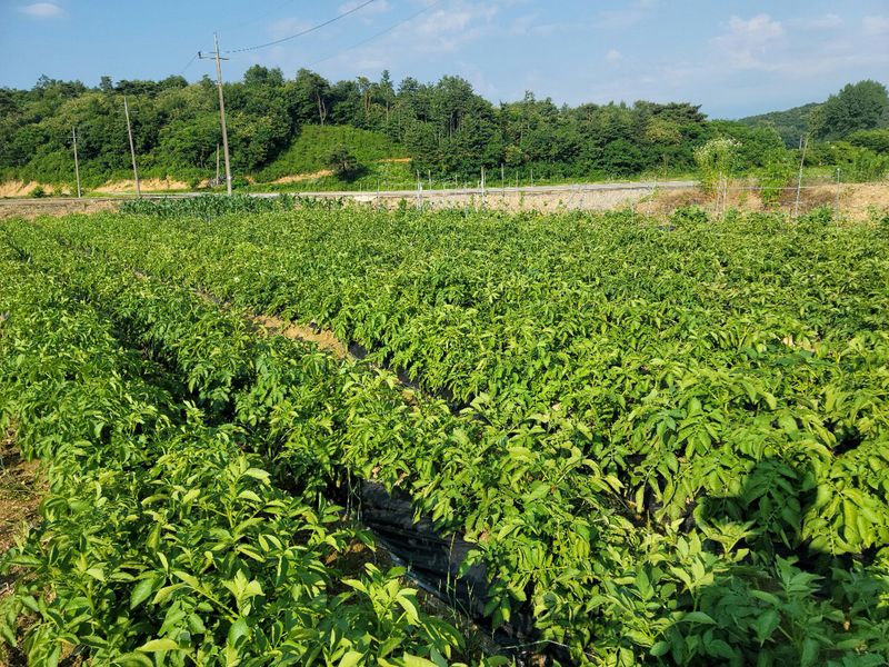 장터 상품 [감자(수미, 두백) 6월24일 수확(판매종료)] 썸네일