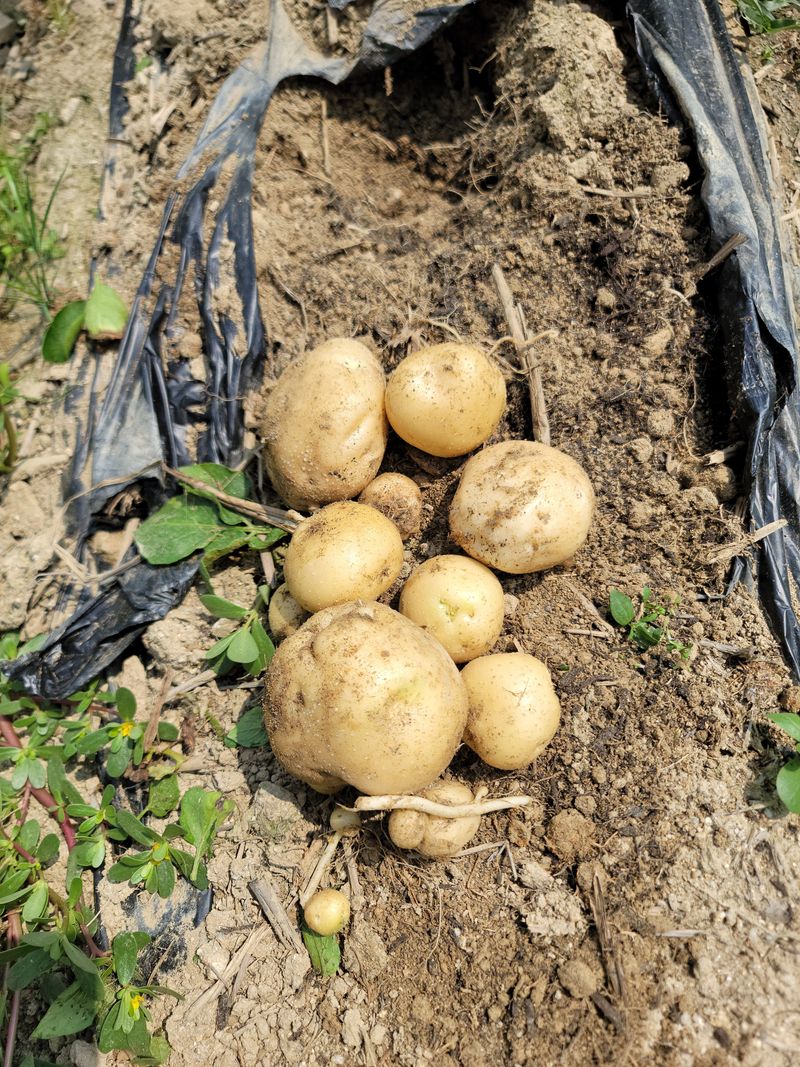 최선화님의 장터 판매 상품 [감자(수미, 두백) 6월24일 수확(판매종료)] 첨부 사진