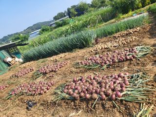 허니허니님의 양파 · 영농일지 작성글 사진