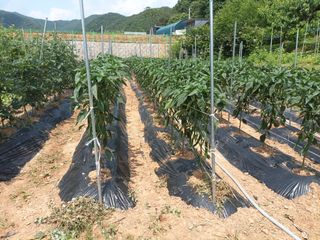 정희군님의 농부님! 어떤 농약 쓰세요? · 참여 작성글 사진