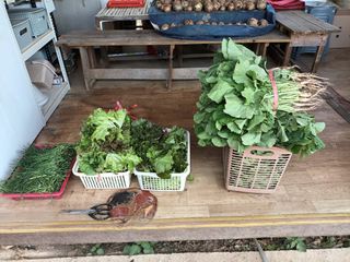 정희군님의 농부님! 어떤 농약 쓰세요? · 참여 작성글 사진