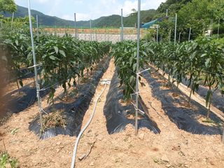 정희군님의 농부님! 어떤 농약 쓰세요? · 참여 작성글 사진