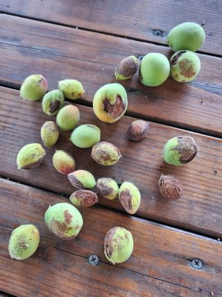 박대영님의 매실 · 병해충상담 작성글 사진