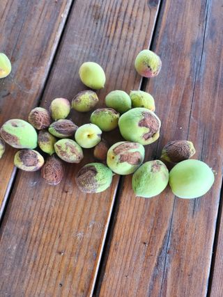 박대영님의 매실 · 병해충상담 작성글 사진