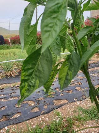 김영철님의 고추 · 병해충상담 작성글 사진