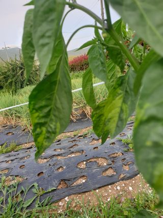 김영철님의 고추 · 병해충상담 작성글 사진