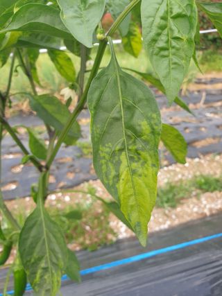 김영철님의 고추 · 병해충상담 작성글 사진