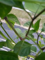 팜모닝 고추·병해충상담 게시글 이미지