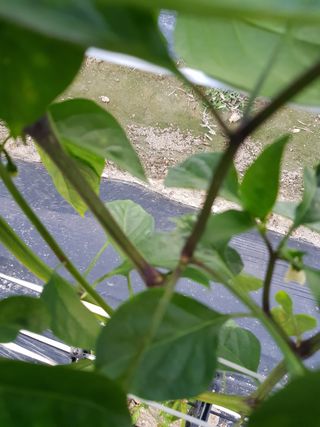 암초님의 고추 · 병해충상담 작성글 사진