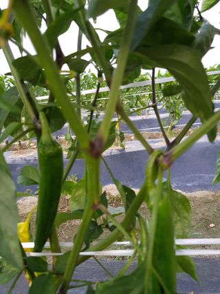 암초님의 고추 · 병해충상담 작성글 사진