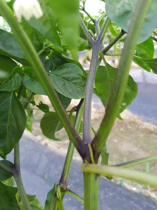 암초님의 고추 · 병해충상담 작성글 사진