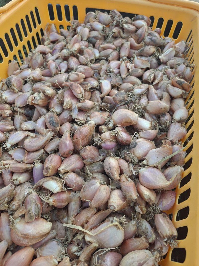 장터 상품 [쪽파 종구 k4000] 썸네일