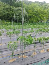 팜모닝 고추·비료•농약 게시글 이미지