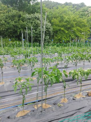 이승호님의 고추 · 비료•농약 작성글 사진