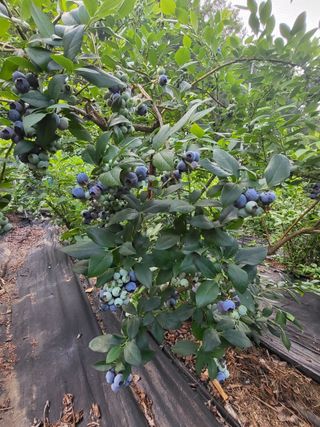 베리사랑득이농산님의 블루베리 · 자유게시판 작성글 사진