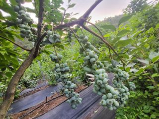 베리사랑득이농산님의 블루베리 · 자유게시판 작성글 사진