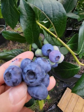 베리사랑득이농산님의 블루베리 · 자유게시판 작성글 사진