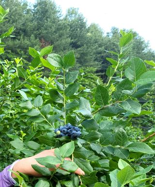 베리사랑득이농산님의 블루베리 · 자유게시판 작성글 사진