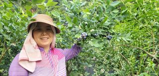 베리사랑득이농산님의 블루베리 · 자유게시판 작성글 사진