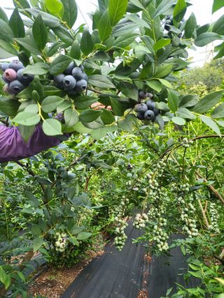 베리사랑득이농산님의 블루베리 · 자유게시판 작성글 사진