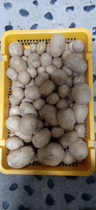 이강재님의 감자 · 자유게시판 작성글 사진