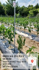 팜모닝 고추·병해충상담 게시글 이미지