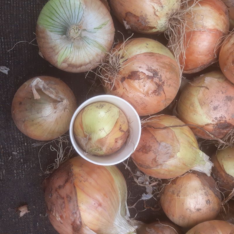 장터 상품 [양파1kg] 썸네일