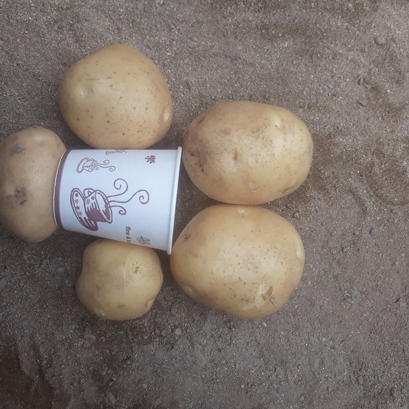 장터 상품 [수미감자10kg] 썸네일