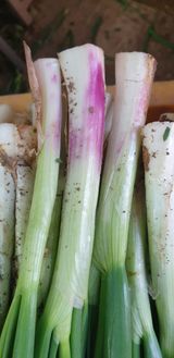 팜모닝 파·병해충상담 게시글 이미지