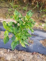 팜모닝 고추·병해충상담 게시글 이미지