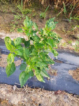 문성농장15146님의 고추 · 병해충상담 작성글 사진