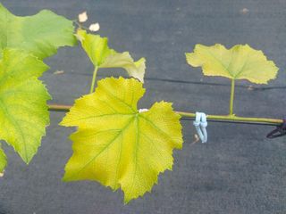 서강(Byun)님의 포도 · 영농일지 작성글 사진